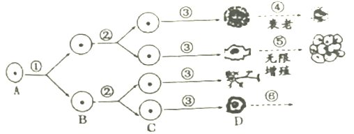 下图表示某种动物细胞的生命历程,请回答有关问题