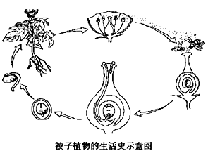 桃树属于绿色开花植物,桃子有毛桃(果皮有毛)和滑桃(果皮无毛)之分.