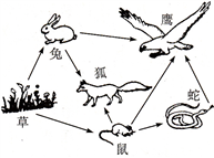 32   如图是草原生态系统示意图,请回答下列问题.