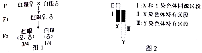 果蝇的红眼与白眼是一对相对性状,摩尔根在研究果蝇白眼性状的遗传