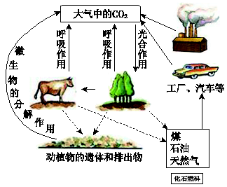 下图所示为自然界中碳循环的示意.