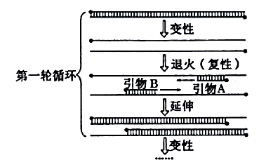 高中生物综合库 生物技术实践 dna和蛋白质技术 pcr扩增的原理与过程