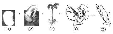 下图描述的是绿色植物大豆的一生,根据图示回答问题
