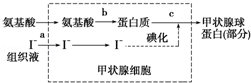 (2012威海一模)甲状腺细胞可以将氨基酸和碘合成甲状腺球蛋白,并且将