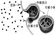 (2015房山区一模)受体介导的胞吞是一种特殊类型的胞吞作用,主要用于