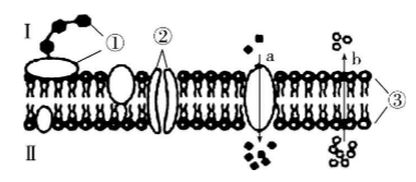 下图为细胞膜结构图,其中a和b分别代表不同分子或离子