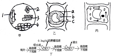 图乙所示为正在发生质壁分离的植物细胞,结构a,b,c构成原生质层 c.