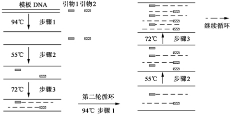 pcr扩增过程示意图如下,请回答下列问题