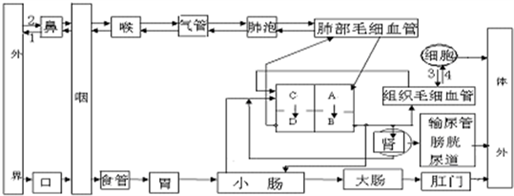 如图为人体呼吸系统,消化系统,循环系统和泌尿系统的生理活动示意图