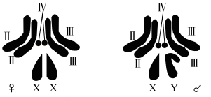 下图为雌雄果蝇体细胞的染色体图解,请回答下列问题