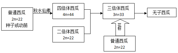 下图是三倍体西瓜育种原理的流程图,请据图回答问题.