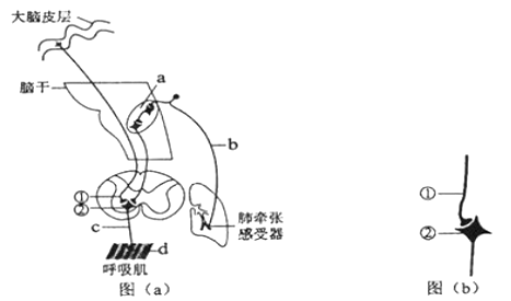肺牵张反射是调节呼吸的反射之一,图(a)为肺牵张反射示意图,该反射的