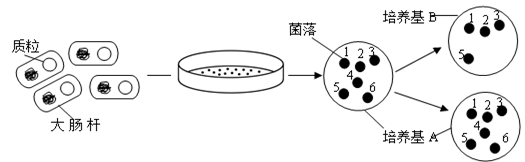 下图表示运用影印培养法(使在一系列培养皿的相同位置上能出现相同