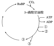 光合作用