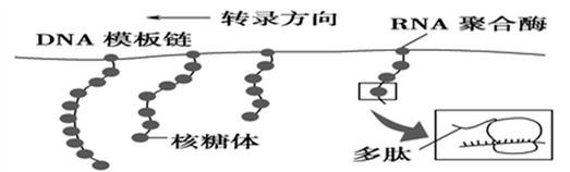 如图为原核细胞中转录,翻译的示意图.据图判断,下列描述中正确的是( )