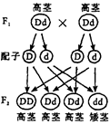 下列表示高茎豌豆(dd )自交产生子代的遗传图解中,正确的是( )