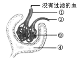 其中的液体叫___________,它是血液流经③(肾小球)时,经过了肾小球的