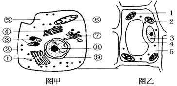 家用荧光染料标记细胞膜表面的_____________分子进行细胞融合实验