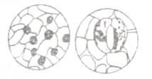 下图是光学显微镜观察植物气孔的图像,要把左图转为右图,规范的操作