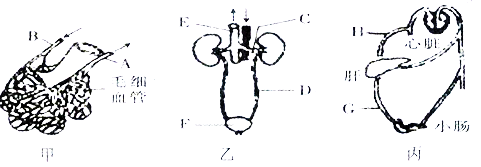 下图为人体血液循环示意图,a,b,c,d表示心脏四腔,①,②,③,④表示血管