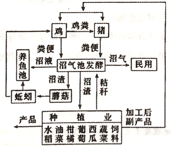 这种生态循环模式不仅减少了排泄物污染环境的问题,同时又为蔬菜种植