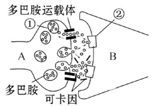 如图为可卡因对人脑部煽煽ㄒ作用机理多巴胺的功效与作用多巴胺