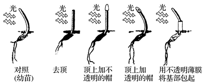 【题文】下图为达尔文父子的实验示意图,据此能得出的结论是)题号