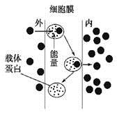 高中生物综合库 分子与细胞 细胞的代谢 物质出入细胞的方式 a.