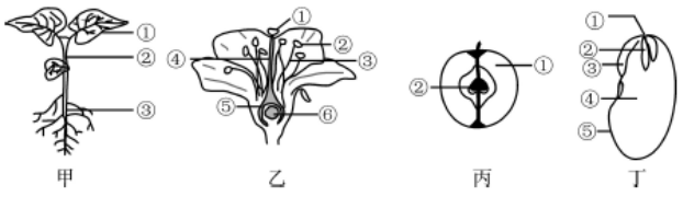 下列针对绿色植物植株,花,果实和种子示意图的叙述,不正确的是
