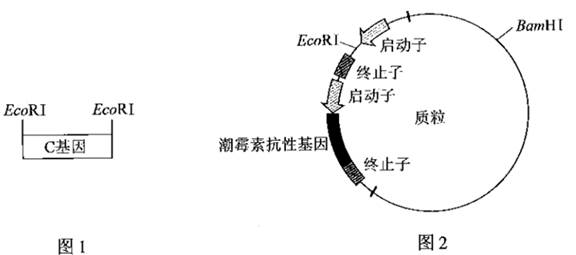 研究者从其他植物中克隆出花色基因c(图1,拟将其与质粒(图2)重组,再