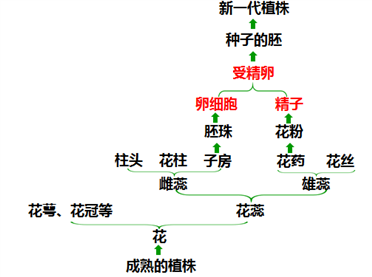 如图为被子植物有性生殖图解.请据图回答下列问题