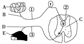 如图脊髓控制的某一反射的反射弧结构示意图,有关说法