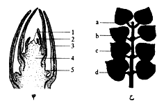 如图甲,乙分别表示枝芽的纵剖结构和某植物的一段枝条