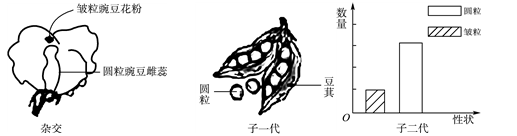 用圆粒豌豆与皱粒豌豆杂交,子一代都是圆粒;子一代种下去后自花传粉