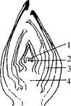 【推荐1】如图所示为芽的结构图.请填写有关结构的名称和功能