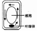 下图是某藻类细胞中叶绿体移动路线示意图,视野中的叶绿体位于液泡的