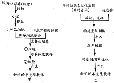 下面是用两种不同的方法制备单克隆抗体的流程图.回答