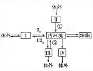 Ⅰ,Ⅱ,Ⅲ,Ⅳ表示能直接与内环境进行物质交换的系统或器官,①②是有关