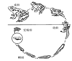 山东省平邑县蒙阳新星学校八年级上诊断自测(二)生物试题