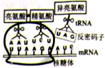 蛋白质的合成(翻译)过程如图所示,认读mRNA上
