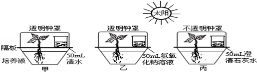 雏鹰小组的同学为了探究植物的光合作用,设计了如图的三个装置:植物