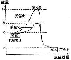 atp相关的指标有哪些tennistv直播破解版f1赛车积分排名2024网球养生为王