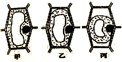在观察洋葱表皮细胞质壁分离及质壁分离复原的实验中,显微镜下可依次
