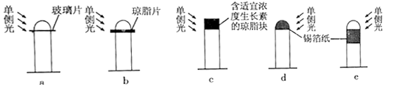 为验证胚芽鞘弯曲生长的原理,某同学在暗室中按图设计进行实验,其结果