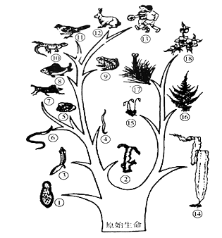 如图是动植物进化历程示意图.据图回答