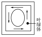 在用显微镜观察黑藻细胞时,视野中一叶绿体位于液泡右下方,细胞质环流