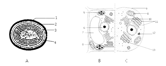 如图为三种不同生物的细胞结构示意图,请据图回答下列问题.