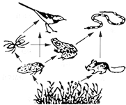 如图是某生态系统食物网简图,请据图回答问题