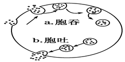 如图表示细胞对大分子物质"胞吞"和"胞吐"的过程.下列