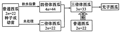 (2)若四倍体西瓜基因型为(dddd)则其产生的配子dd:dd:dd=__________.